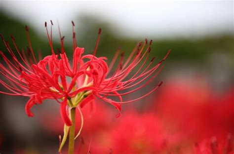 彼岸花開花|彼岸花の開花時期はいつ頃？見頃の季節や日本でも有。